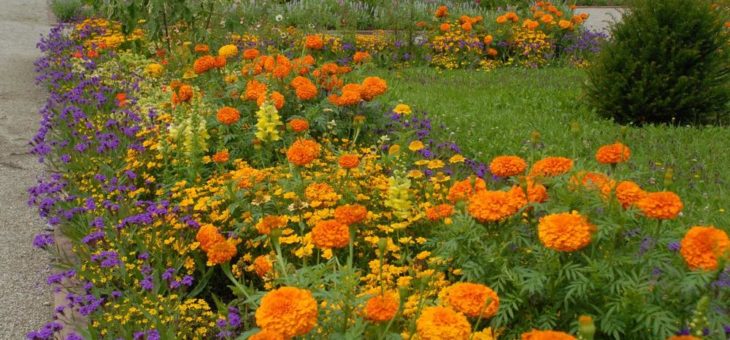 Sommerflor im Schmuckhof