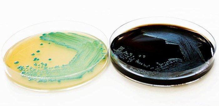 NEU „TentaSpeed L. mono“: Nachweis von Listeria spp. & Listeria monocytogenes in Lebensmitteln in 6h!