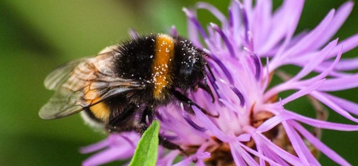 NABU: Naturnahes Gärtnern für Biene und Co.