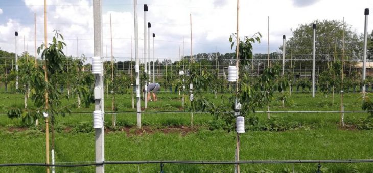 Monitoring von Mikroklima und Trockenstress im Obstbau