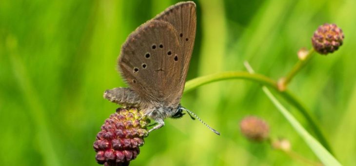 Naturschutzinitiative (NI) auf der Suche nach den Wiesenknopf-Ameisenbläulingen