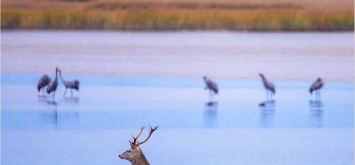 Natureum feiert 30 Jahre Nationalpark mit Freiluftausstellung