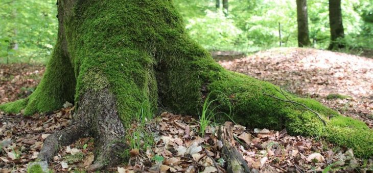 Wandern im Nationalpark mit Familie, für Gäste aus den Niederlanden und zu Fledermäusen in der 34. KW