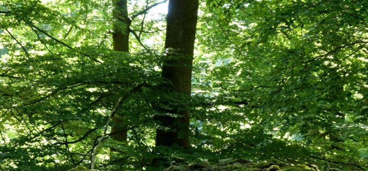 Wanderungen zu Hügelgräbern, Heide und mit Focus auf verschiedene Baumarten im Nationalpark  in der 34. KW