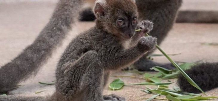 Sehr selten, außergewöhnlich hübsch:   Großer Bambuslemur im Kölner Zoo geboren