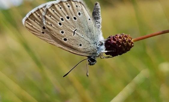 Der Helle Wiesenknopf-Ameisenbläuling im Westerwald