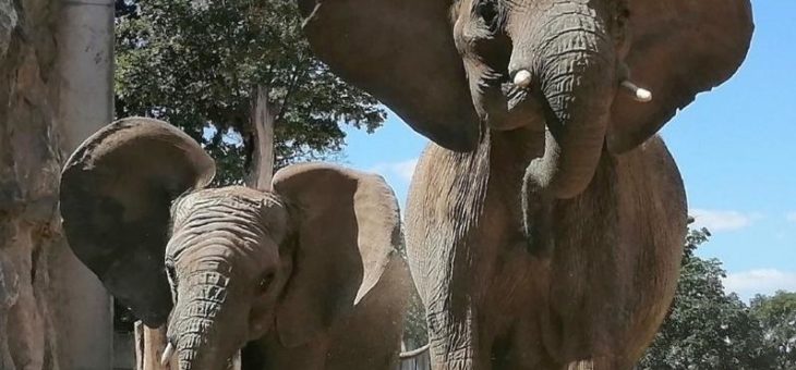 „Elefantastische“ Familienzusammenführung im Serengeti-Park Hodenhagen