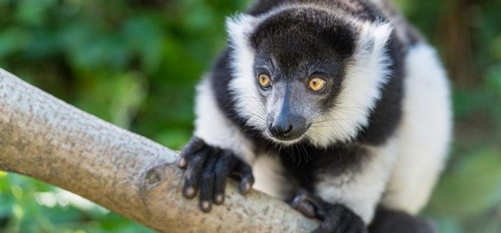 Nachwuchs bei den Gürtelvaris im Zoo Basel