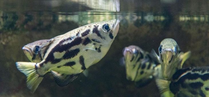 Der Fisch, der an Land jagt: Neue Schützenfische im Zoo Basel