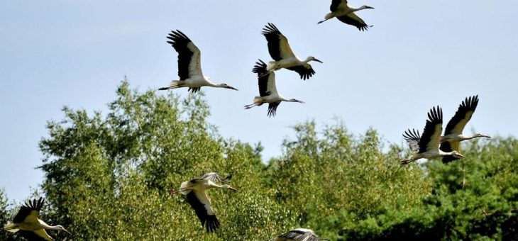 Weißstörche bereiten sich auf den Abflug in den Süden vor