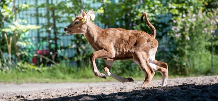 Bantengkälbchen im Kölner Zoo geboren