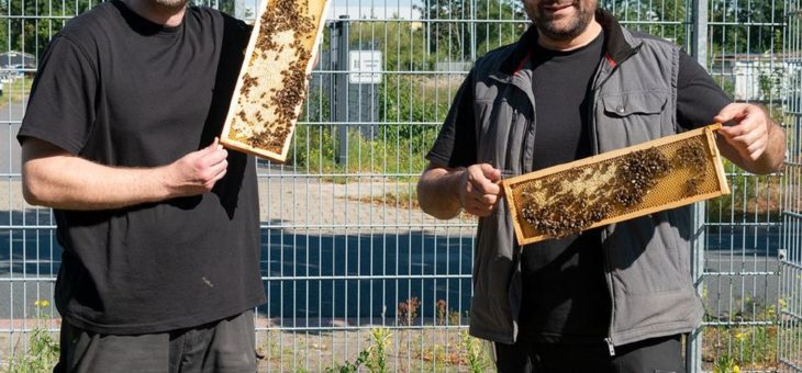 Ein Zuhause für 50.000 Mitarbeiter*innen: terminic GmbH verlängert Bienenpatenschaft um ein weiteres Jahr