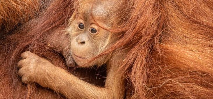 Orang-Utan-Nachwuchs heißt Batu