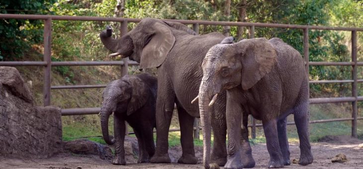 Große Wiedersehensfreude in der Elefantenfamilie – Bibi begrüßt ihre Tochter und ihren Enkel im Serengeti-Park