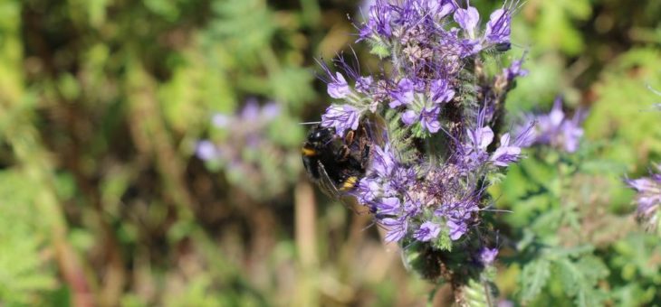 WLV-Präsident Beringmeier: „Insektenschutz ist ein zentrales Anliegen des Berufsstandes „