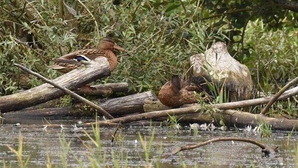 Stockenten am Biberweiher bei Freilingen (Westerwald) in der Mauser