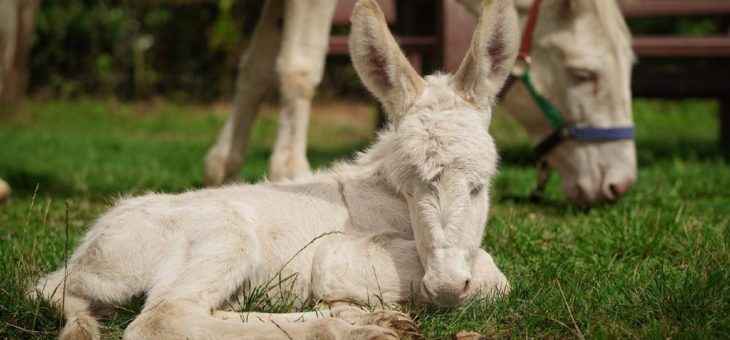 Weißes Eselglück im Doppelpack