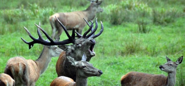 Herbstlicher Wildparkbesuch zur Rotwildbrunft