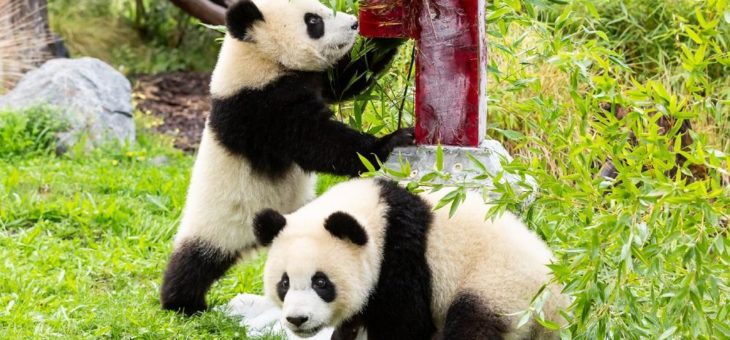 Ein Jahr große Panda-Liebe