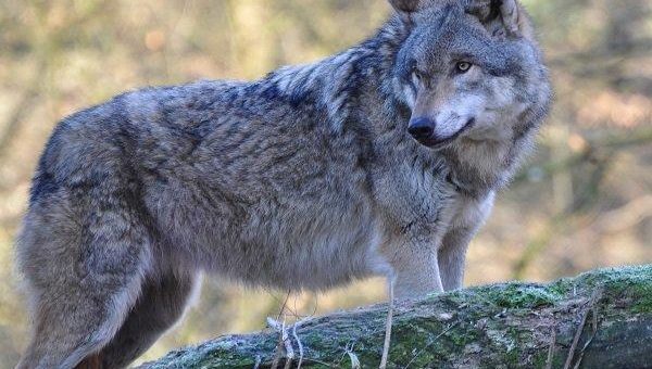 Umweltverband Naturschutzinitiative e.V. (NI) fordert: Kein Wolfsabschuss in Nordhessen