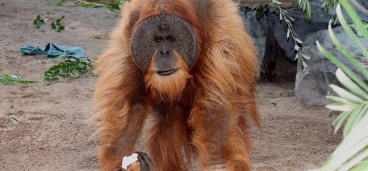 Indonesischer Generalkonsul, Ardian Wicaksono, übernimmt Patenschaft für Orang-Utan-Nachwuchs Batu