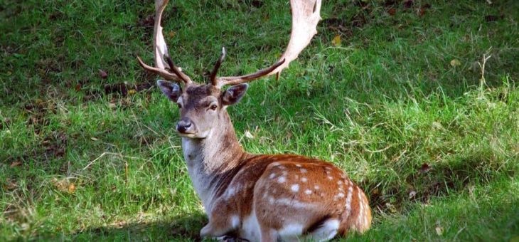 Wildes Treiben – Paarungszeit im Wildpark Schwarze Berge