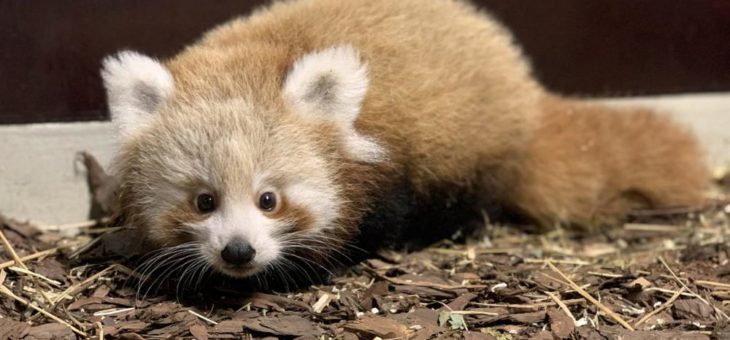 Kleiner Roter Panda sucht Namen!