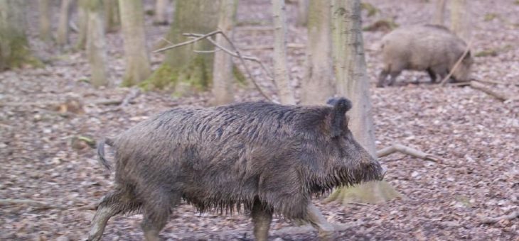 UFZ-Modelle im Einsatz gegen die Afrikanische Schweinepest