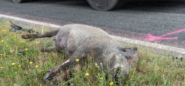 Vorsicht Autofahrer: Die Maisernte beginnt – erhöhte Wildunfallgefahr