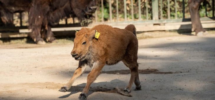 Braunes Fell, große Schnute, Riesenkulleraugen: Bison-Bulle „Winni“ im Kölner Zoo geboren