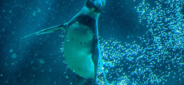 Ferienzeit ist Hagenbeck-Zeit