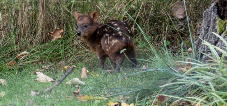 Kleinster Hirsch der Welt: Südlicher Pudu im Kölner Zoo geboren