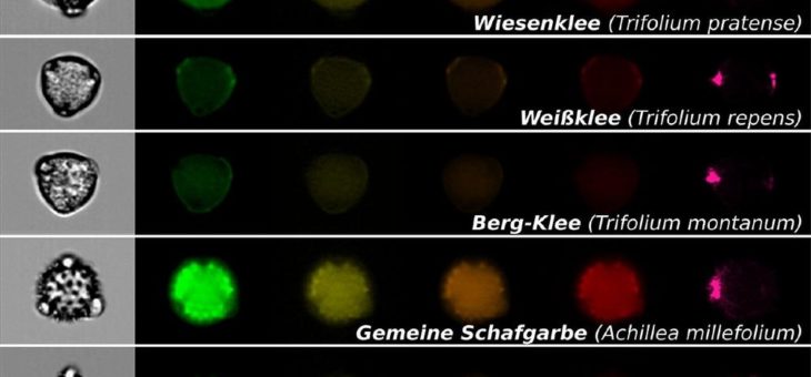 Blütenpollen effizient bestimmen