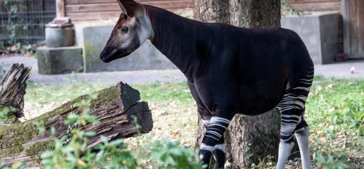 Neuer Okapi-Bulle im Kölner Zoo: Giraffenhals und Zebrabeine – „Fabelwesen“ zum Staunen