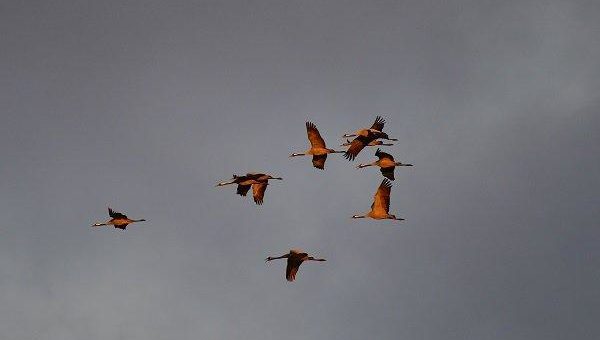 Kraniche – Die „Vögel des Glücks“ ziehen über den Westerwald