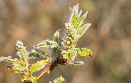 Warme Tage, eisige Nächte: Spätfrostgefahr