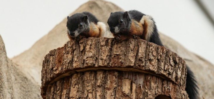 Prevost-Hörnchen im Kölner Zoo Tropenhaus geboren