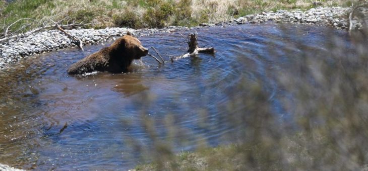 Erfolgreichstes Sommergeschäft aller Zeiten in Arosa