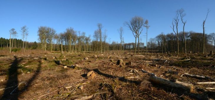 Umweltverband Naturschutzinitiative e.V. (NI) und Wissenschaftlicher Beirat der NI fordern eine ökologische Waldwende!