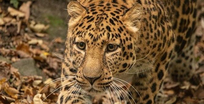 Genetisch wertvolle Leoparden aus Südkorea