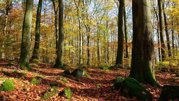 Umweltverband Naturschutzinitiative e.V. (NI) fordert: Kein Basaltabbau am Nauberg! Umweltministerin soll das Gebiet als Naturschutzgebiet ausweisen lassen!