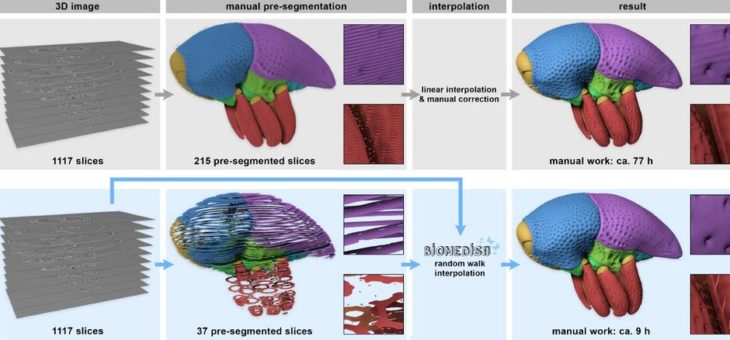 Biomedizin: viele Bilder – weniger Rätsel