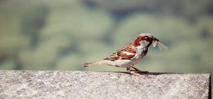 Vogelvielfalt in Städten hängt maßgeblich von der Verfügbarkeit natürlicher Nahrung ab