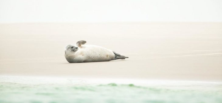 Borkum gehört zu den fotogensten Kleinstadt-Inseln Deutschlands