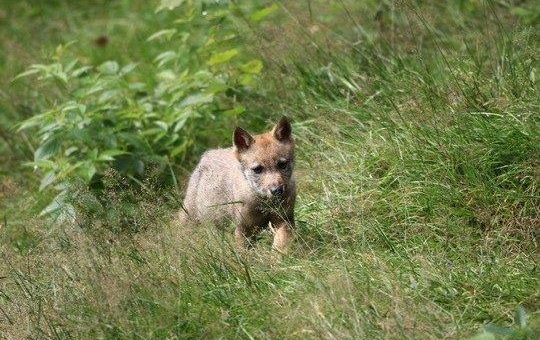 Wolfspopulation in Westpolen trotz Wachstum noch nicht sicher