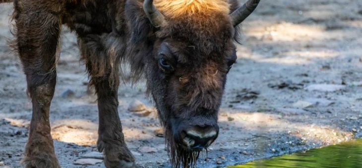 Auswilderung trotz Hindernissen