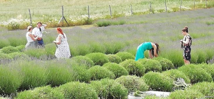 Neuer Partner der Regionalmarke UCKERMARK: Lavendel Grimme