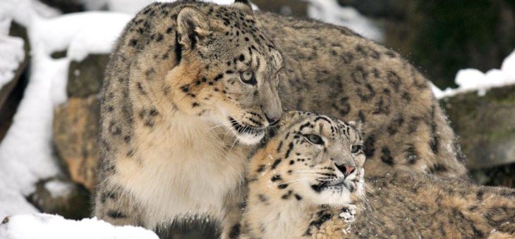 Einmalige Sonderpreise: Black Friday-Angebote im Kölner Zoo