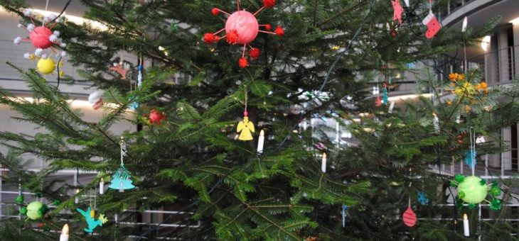 Weihnachtsbaum aus dem Naturpark Dahme-Heideseen schmückt den Deutschen Bundestag