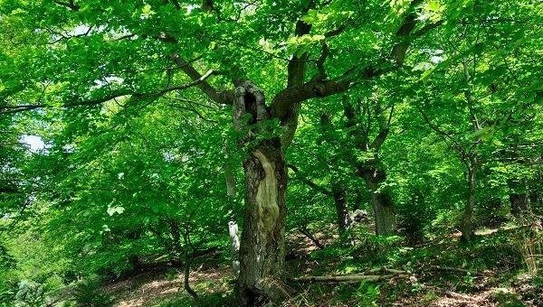 Umweltverband Naturschutzinitiative e.V. (NI): Keine Seilbahn im Nationalpark Kellerwald-Edersee!